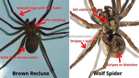 how are spiders similar to insects